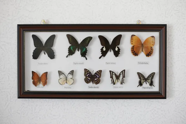 Collezione Diverse Farfalle Erbario Sfondo Bianco Cornice — Foto Stock