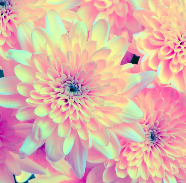 Fiore Rosa Sfondo Naturale Colore Ultravioletto — Foto Stock