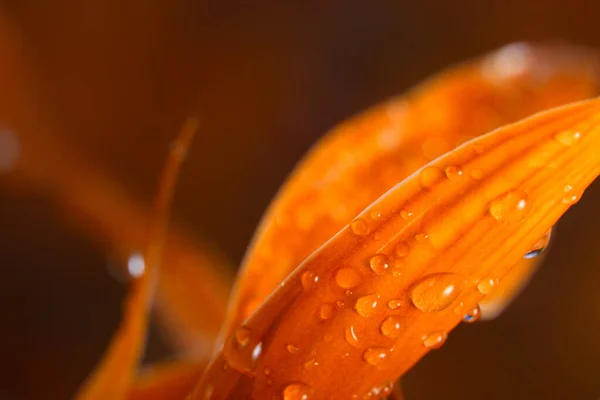 Leaf Waterdrops Coral Color Tone Soft Focus — Stock Photo, Image