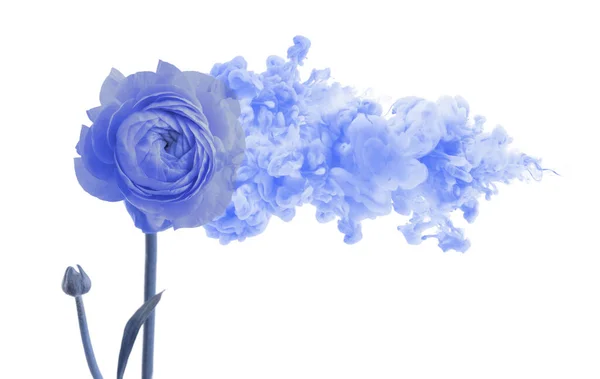 Fiore Anemone Blu Con Nuvola Fumo Concetto Colore Creativo Isolato — Foto Stock