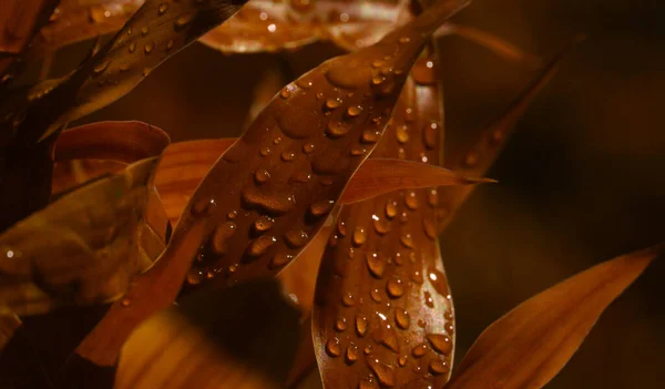 Leaf Water Drops Deep Brown Color Tone Soft Focus — Stock Photo, Image