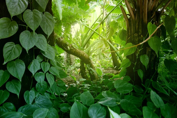 Tropischen Dschungel Fabelhaften Wald Mit Pflanzen Natur Grüner Hintergrund — Stockfoto