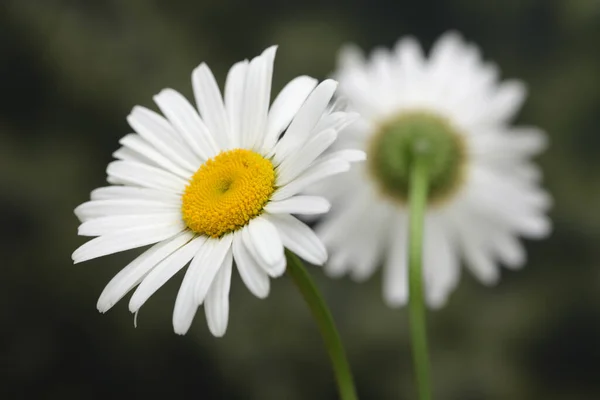 Vit Kamomill Kamomill Bukett Naturen Bakgrund — Stockfoto