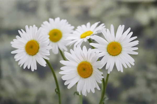 White Chamomile Camomile Bouquet Nature Background — Stock Photo, Image