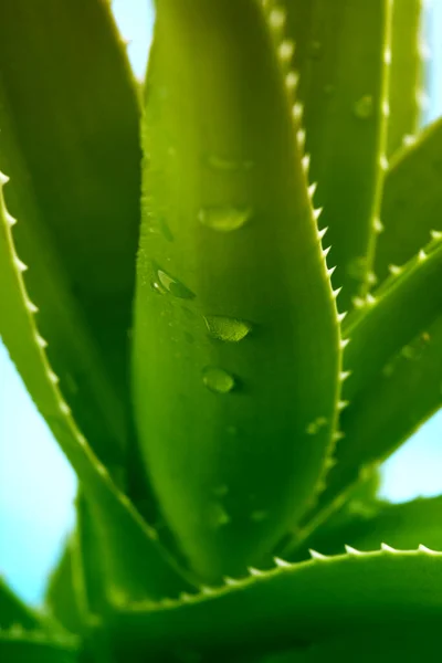 Zielony Aloes Kroplami Wody Zamknij Się — Zdjęcie stockowe