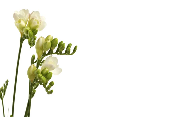 Freesia Bloem Plant Van Iris Familie Geïsoleerd Witte Achtergrond — Stockfoto