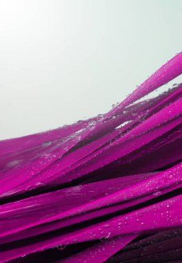 Su damlalı leylak yaprağı. Doğa arkaplanı. 