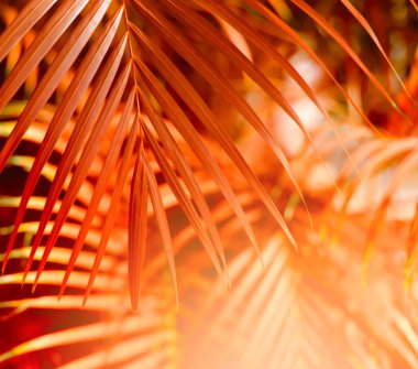  Palmiye yaprağı Tropik bitkiler. Doğa kırmızı bulanık arkaplan.