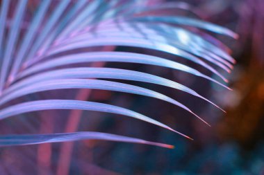 Palmiye yaprağı Tropik bitkiler. Doğa arkaplanı.