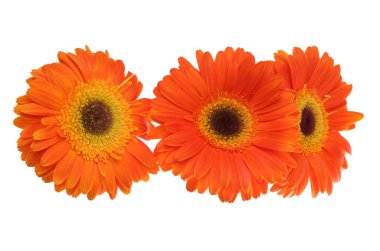 Beyaz üzerinde üç kırmızı gerbera çiçeği.