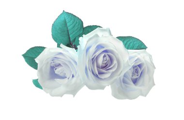 Beyaz üzerine izole edilmiş üç mavi turkuaz gül.