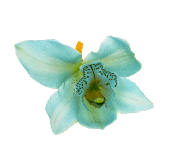 Blauwe Orchidee Geïsoleerd Witte Achtergrond — Stockfoto