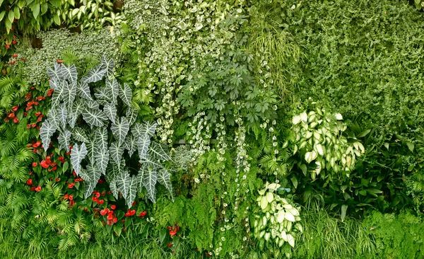 Pared Con Plantas Tropicales Naturaleza Fondo Verde — Foto de Stock