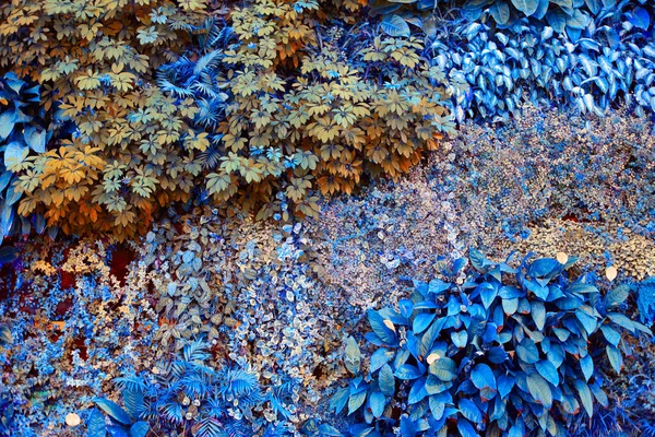 热带植物墙 爬植物 自然背景 鲜艳的颜色 — 图库照片