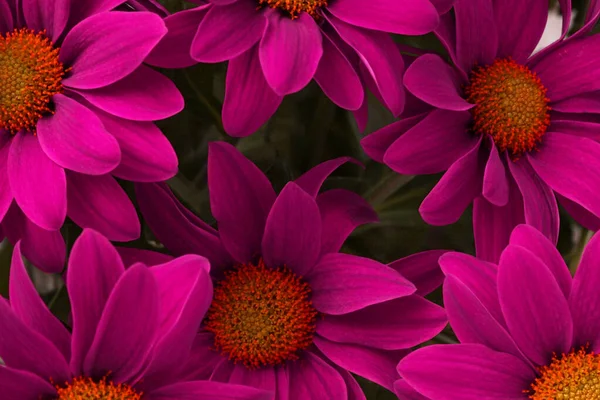 Magenta Pembe Çiçek Doğa Arkaplanı — Stok fotoğraf