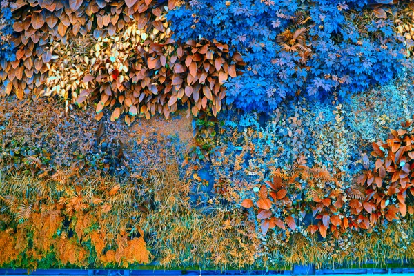 Ściana Tropikalnych Roślin Wspinaczka Środowisko Naturalne Żywy Kolor — Zdjęcie stockowe