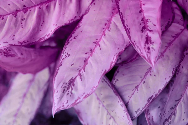 Фіолетовий Лист Тропічні Рослини Фон Природи — стокове фото