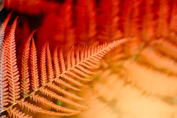 热带森林植物中的蕨绿叶子 自然背景 软焦点 — 图库照片