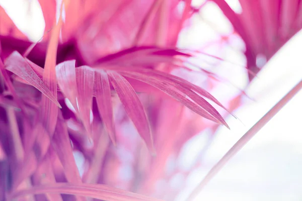 Soft Focus Nature Blur Pink Background Palm Leaf Tropical Plants — Stock Photo, Image