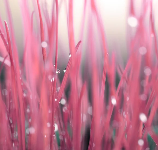 Лист Капельками Воды Кораллово Розовом Цвете Мягкий Фокус — стоковое фото
