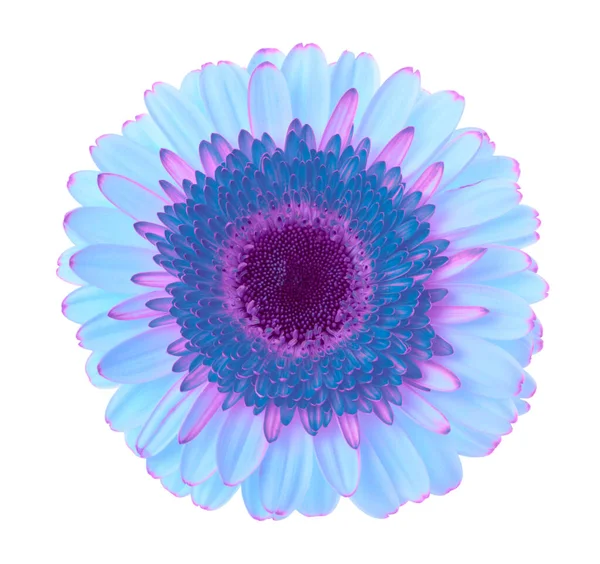 Blauwe Lila Gerbera Bloem Wit — Stockfoto