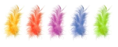 Beyaz arka planda dekoratif kuş tüyü. Yumuşak odak.