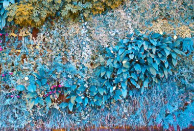 Tropikal bitkilerle dolu bir duvar. Tırmanış bitkileri. Doğa geçmişi. Mavi, turkuaz renk.