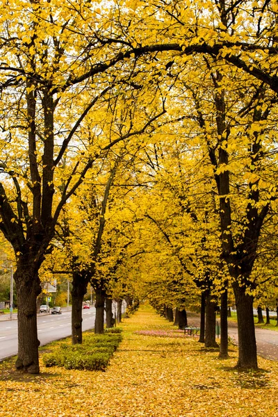 Altın Moskova sonbahar