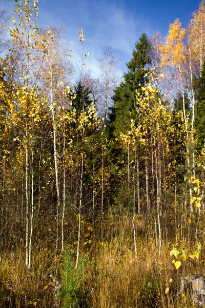 Sonbahar Orman kenarında