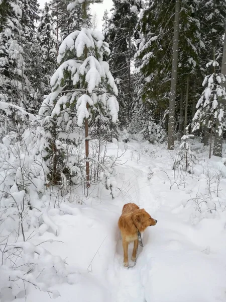 Russland Winter Schneebedeckter Fichtenwald Der Region Moskau Roter Hund — Stockfoto
