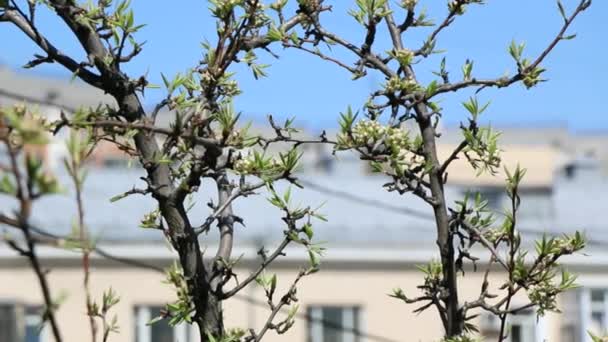 Primavera Cidade Primeira Folhagem Flores Árvores Moscovo Rússia — Vídeo de Stock