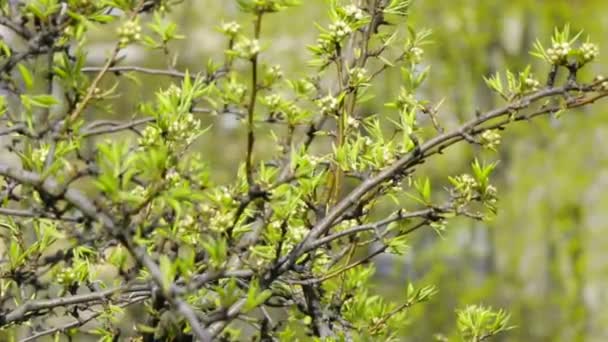 Lente Stad Eerste Blad Bloemen Aan Bomen Moskou Rusland — Stockvideo