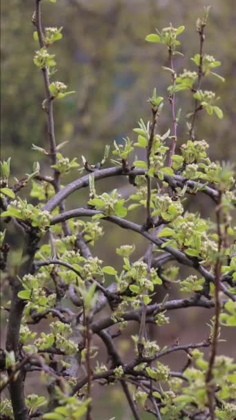 Frühling Der Stadt Erstes Laub Und Blumen Bäumen Moskau Russland — Stockvideo