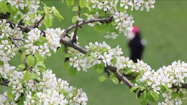 春天来了 第一片树叶和树上的花朵莫斯科 俄罗斯 — 图库视频影像