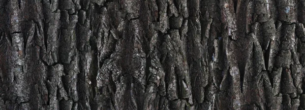 Texture of the tree bark, closeup, horizontal — Stock Photo, Image