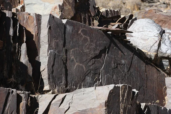 Uralte Felszeichnungen (Petroglyphen), Hirsche — Stockfoto
