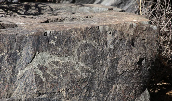 Ősi rock rajzok (petroglyph), ló — Stock Fotó