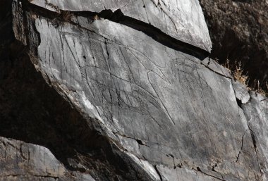 Antik kaya çizimler, bufalo buzağı, yan görünümü ile