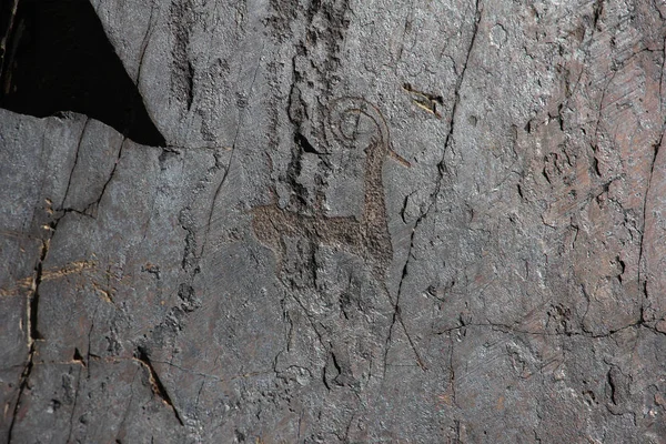 Antika rock ritningar, rådjur med böjda horn — Stockfoto