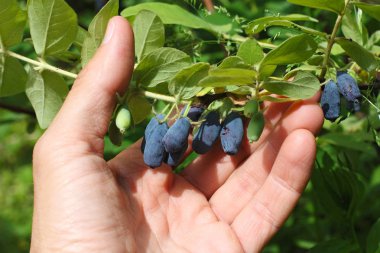 içinde insan palmiye, Olgun honeysuckles sürü makro