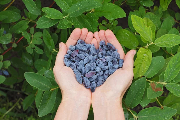 bir avuç honeysuckles bir kalp şeklinde holding eller