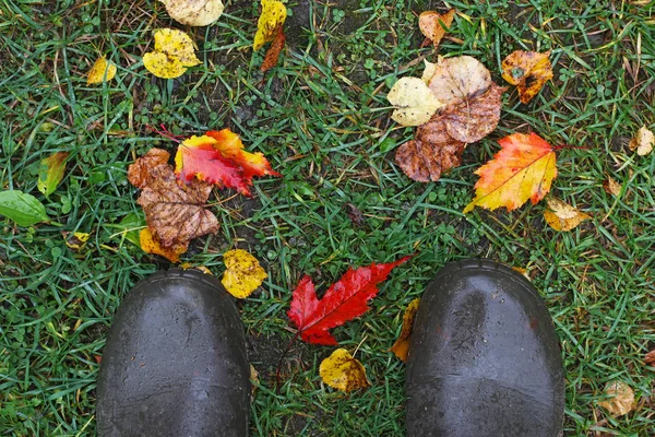 Гумові чоботи в траві з осіннім листям, вид зверху — стокове фото