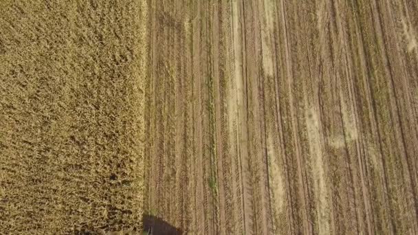 Vista Aérea Combinación Cosechas Maíz Campo Cultivo Para Forraje Grano — Vídeos de Stock