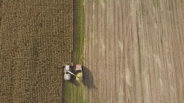 Visión Aérea Superior Combinación Cosechas Maíz Campo Cultivo Para Forraje — Vídeos de Stock