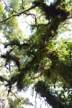 Monte Verde bulut Orman ağaçları