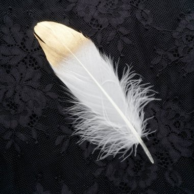 siyah dantel arka plan üzerinde izole yaldızlı altın altın ve beyaz tüy