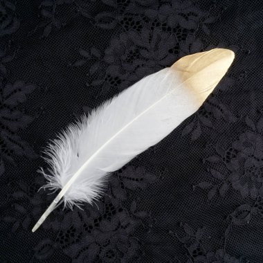 siyah dantel arka plan üzerinde izole yaldızlı altın altın ve beyaz tüy