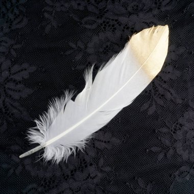 siyah dantel arka plan üzerinde izole yaldızlı altın altın ve beyaz tüy