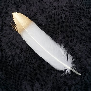 siyah dantel arka plan üzerinde izole yaldızlı altın altın ve beyaz tüy