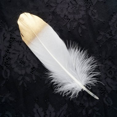 siyah dantel arka plan üzerinde izole yaldızlı altın altın ve beyaz tüy